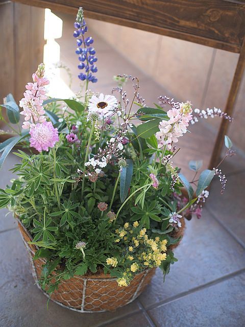 ルピナス ピクシーデライトと春色のお花の寄せ植え 沼ノ上農園の花日記