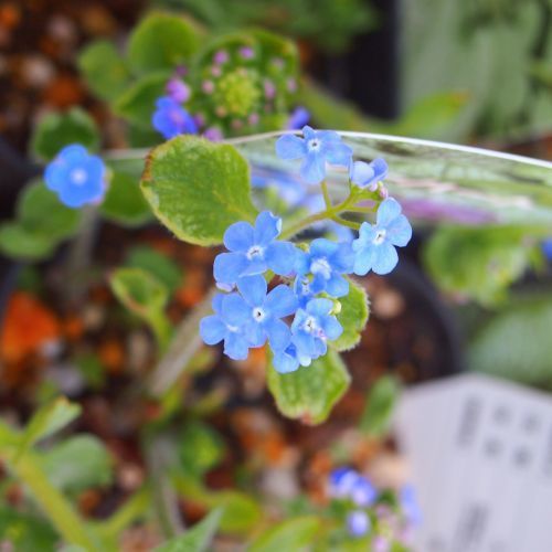 宿根草多年草！珍しい常緑葉の芳香な可愛いクレマチスピクシー天使の鈴