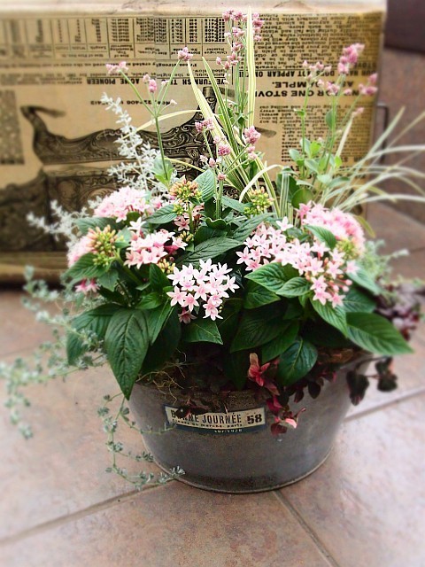 ペンタス アップルブロッサムとカラーリーフの寄せ植え Container Garden With Pentas Lanceolata 沼ノ上農園の花日記