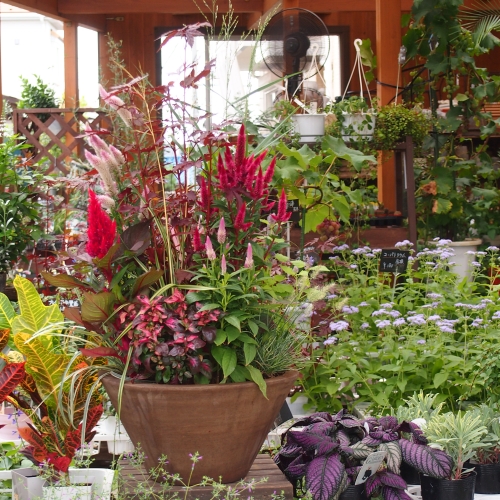秋のガーデンを華やかに。ケイトウの寄せ植え: 沼ノ上農園の花日記