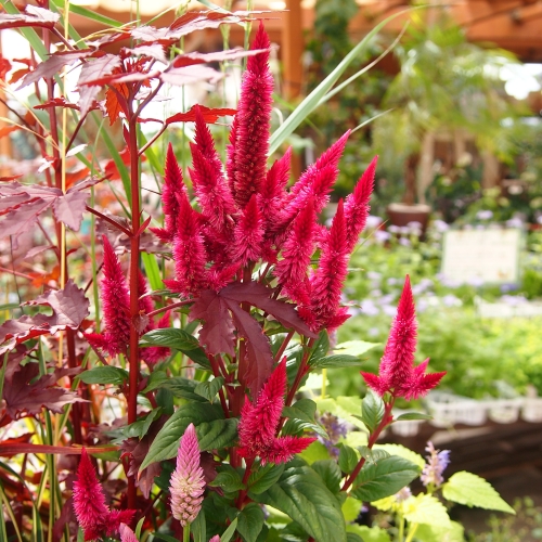 秋のガーデンを華やかに。ケイトウの寄せ植え: 沼ノ上農園の花日記