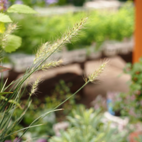 秋のガーデンを華やかに。ケイトウの寄せ植え: 沼ノ上農園の花日記