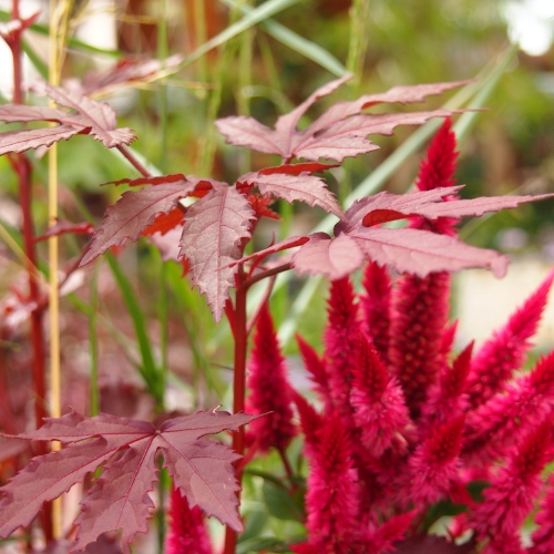 秋のガーデンを華やかに。ケイトウの寄せ植え: 沼ノ上農園の花日記
