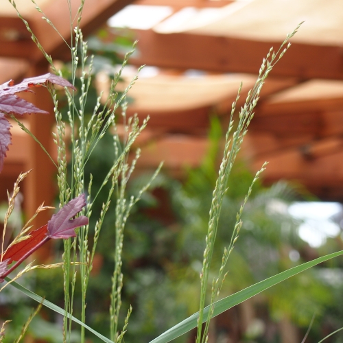 秋のガーデンを華やかに。ケイトウの寄せ植え: 沼ノ上農園の花日記