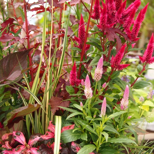 秋のガーデンを華やかに。ケイトウの寄せ植え: 沼ノ上農園の花日記