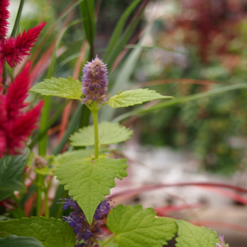 秋のガーデンを華やかに。ケイトウの寄せ植え: 沼ノ上農園の花日記