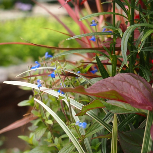 秋のガーデンを華やかに。ケイトウの寄せ植え: 沼ノ上農園の花日記