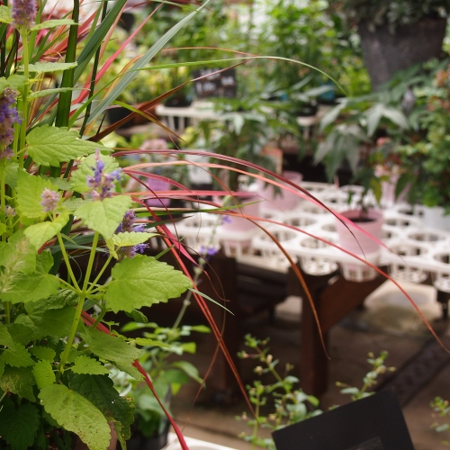 秋のガーデンを華やかに。ケイトウの寄せ植え: 沼ノ上農園の花日記