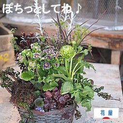 バーゼリアとラナンキュラス・アラクネJrの寄せ植え: 沼ノ上農園の 