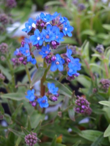 入荷情報 103 沼ノ上農園の花日記