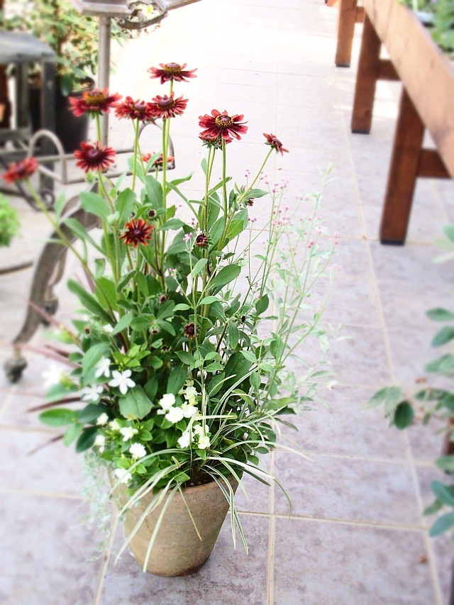 寄せ植え 64 沼ノ上農園の花日記